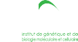 IGBMC : Insitut de génétique et de biologie moléculaire et céllulaire